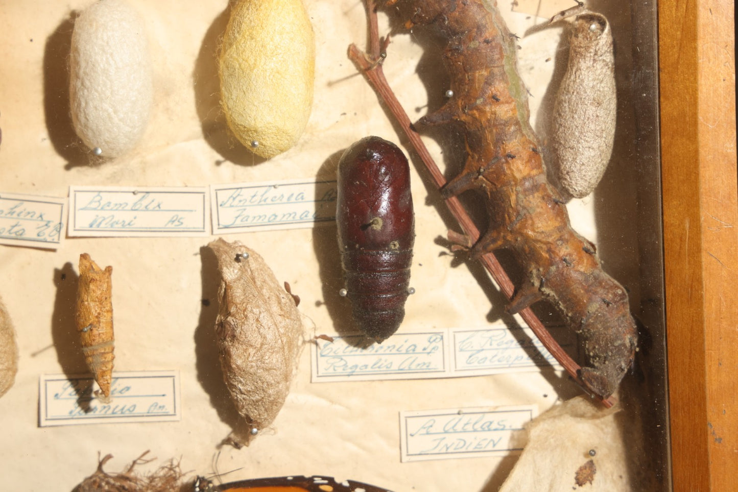 Vintage Entomology Specimen Display of Cocoons, Pupae, and Chrysalids from Worldwide Localities with Monarch Butterfly Specimen, in Glass-Front Wood Cabinet Attributed to Hans Luhr, Kiel, Germany