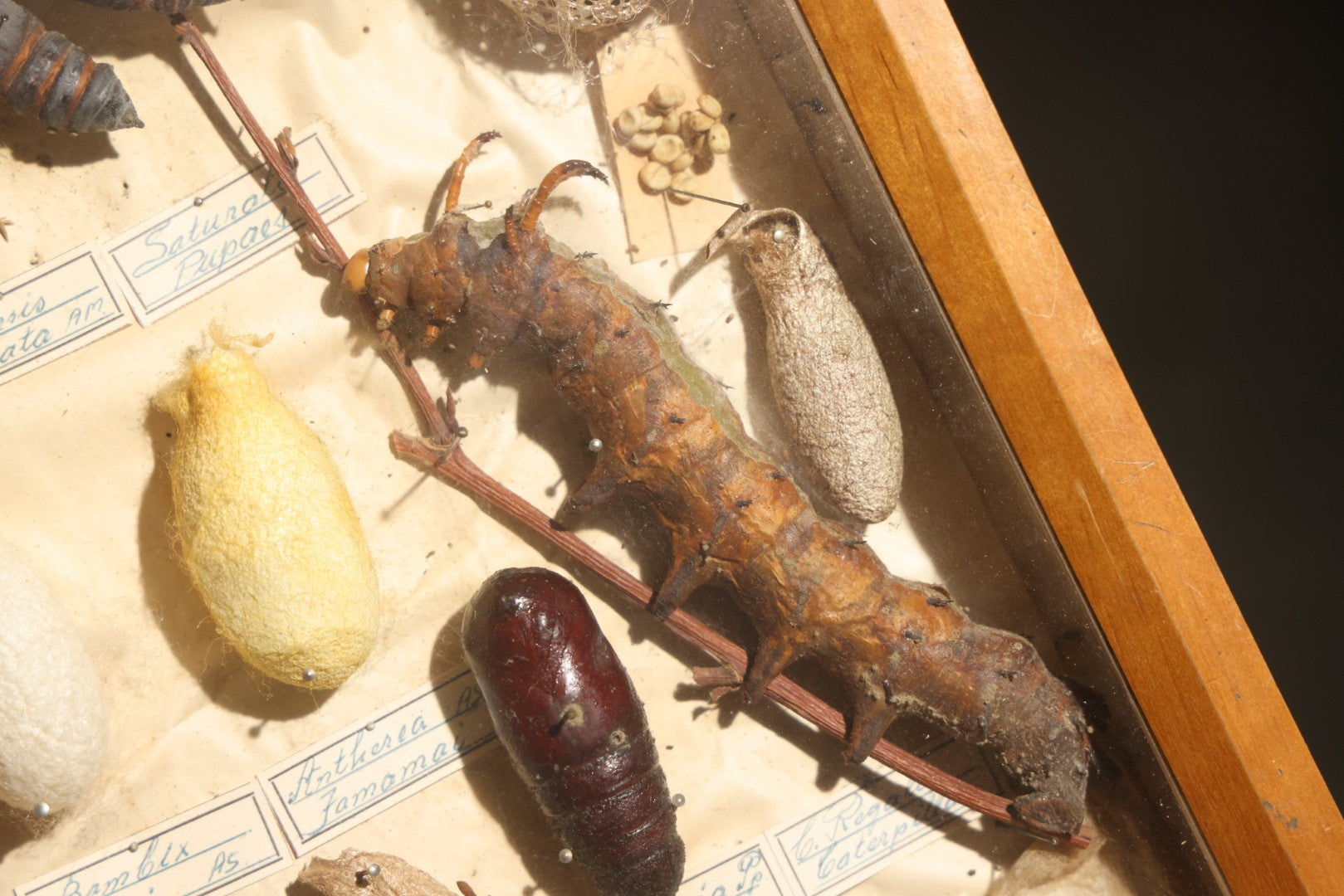 Vintage Entomology Specimen Display of Cocoons, Pupae, and Chrysalids from Worldwide Localities with Monarch Butterfly Specimen, in Glass-Front Wood Cabinet Attributed to Hans Luhr, Kiel, Germany