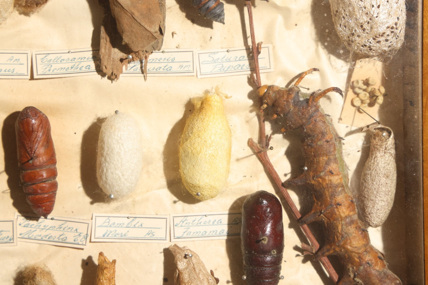Vintage Entomology Specimen Display of Cocoons, Pupae, and Chrysalids from Worldwide Localities with Monarch Butterfly Specimen, in Glass-Front Wood Cabinet Attributed to Hans Luhr, Kiel, Germany