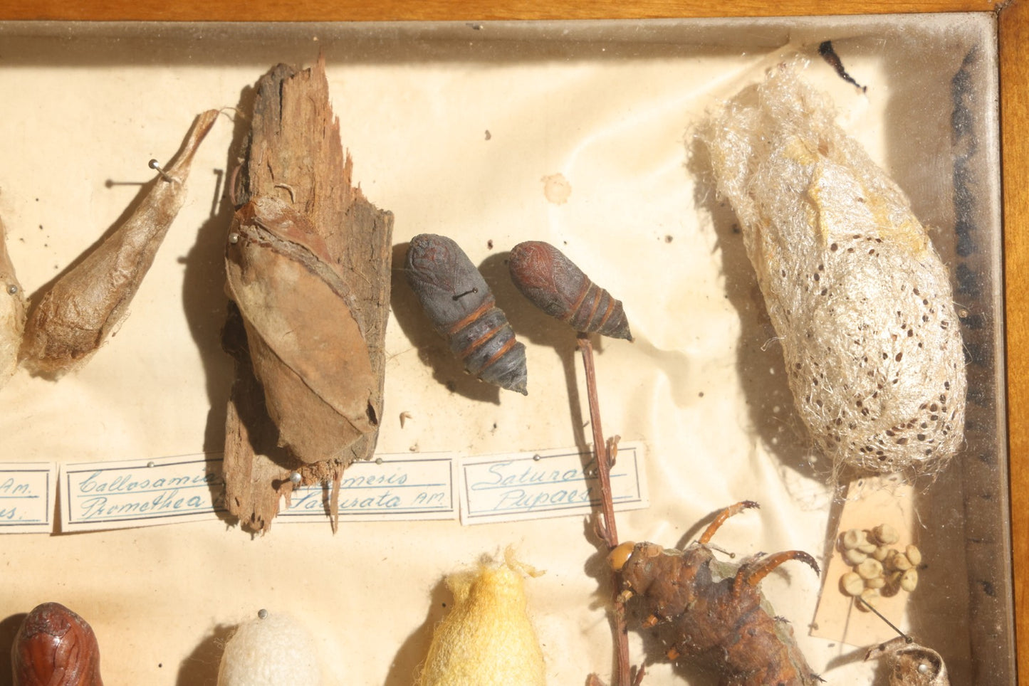 Vintage Entomology Specimen Display of Cocoons, Pupae, and Chrysalids from Worldwide Localities with Monarch Butterfly Specimen, in Glass-Front Wood Cabinet Attributed to Hans Luhr, Kiel, Germany