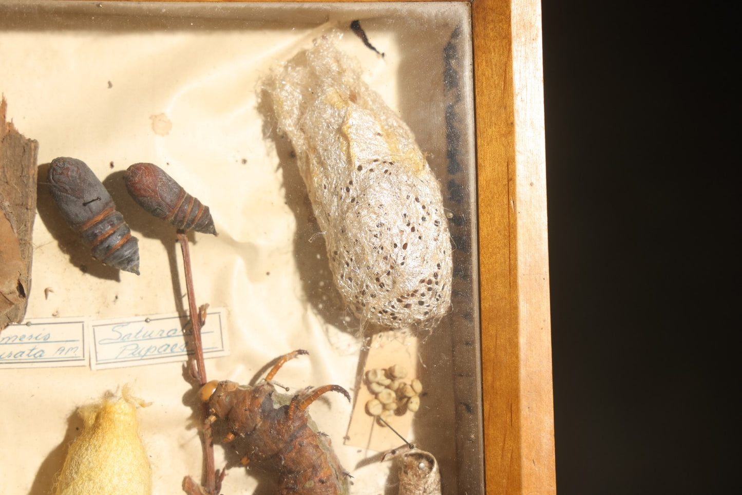 Vintage Entomology Specimen Display of Cocoons, Pupae, and Chrysalids from Worldwide Localities with Monarch Butterfly Specimen, in Glass-Front Wood Cabinet Attributed to Hans Luhr, Kiel, Germany