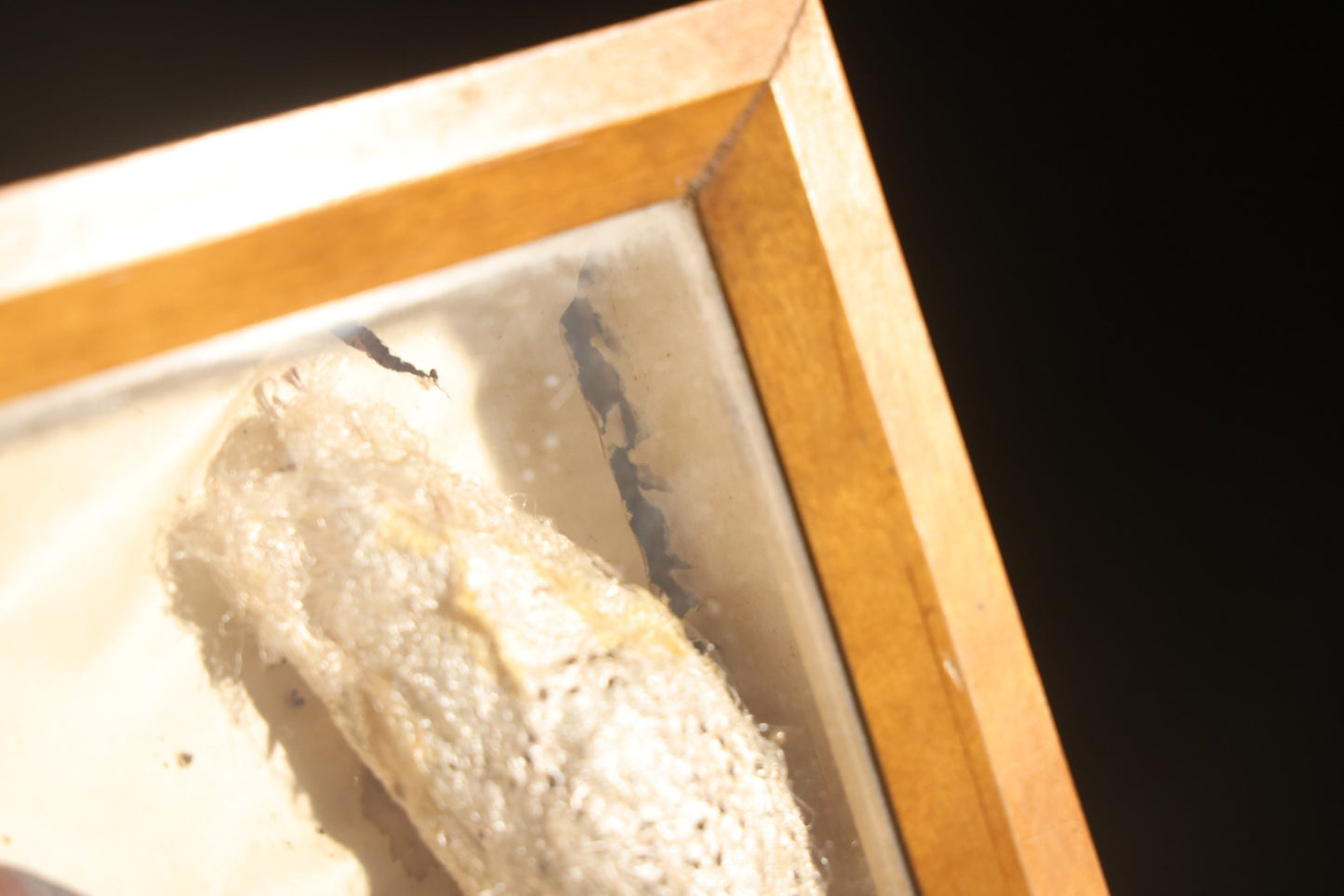 Vintage Entomology Specimen Display of Cocoons, Pupae, and Chrysalids from Worldwide Localities with Monarch Butterfly Specimen, in Glass-Front Wood Cabinet Attributed to Hans Luhr, Kiel, Germany