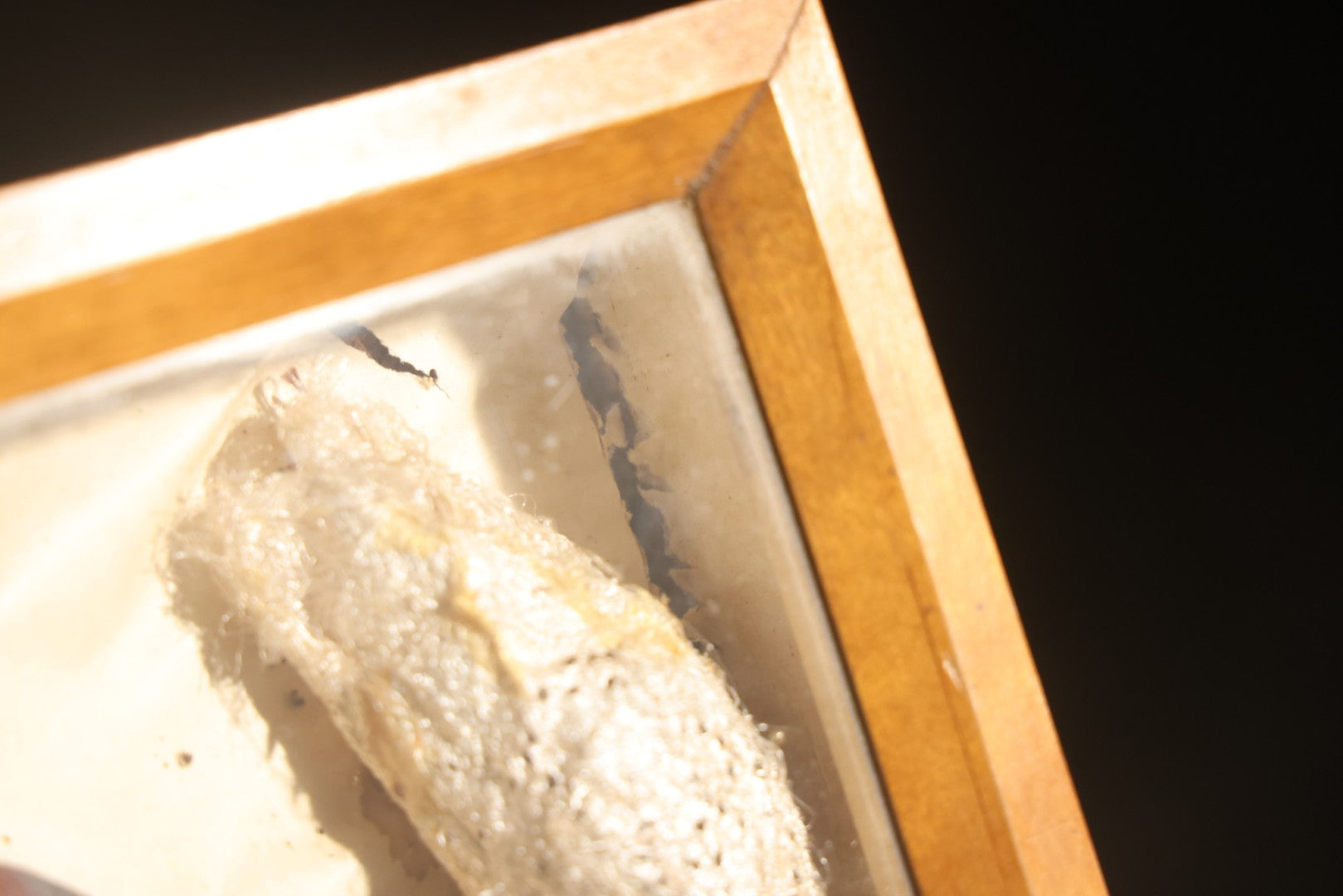 Vintage Entomology Specimen Display of Cocoons, Pupae, and Chrysalids from Worldwide Localities with Monarch Butterfly Specimen, in Glass-Front Wood Cabinet Attributed to Hans Luhr, Kiel, Germany