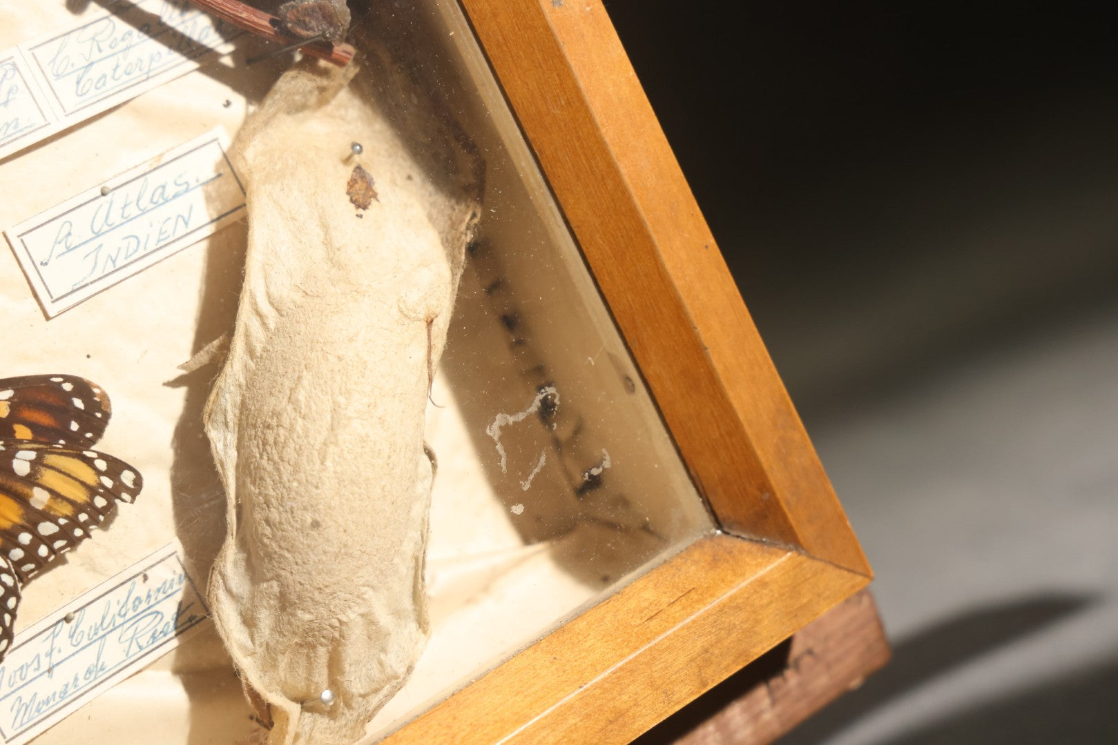 Vintage Entomology Specimen Display of Cocoons, Pupae, and Chrysalids from Worldwide Localities with Monarch Butterfly Specimen, in Glass-Front Wood Cabinet Attributed to Hans Luhr, Kiel, Germany