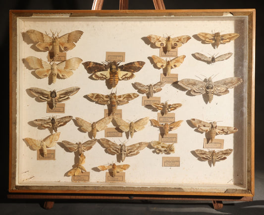 Vintage Entomology Specimen Display of Hawk Moths and Sphinx Moths from Various Localities, in Glass-Front Wood Cabinet with Hans Luhr Label, Kiel, Germany