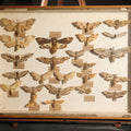 Lot 020 - Vintage Entomology Specimen Display of Hawk Moths and Sphinx Moths from Various Localities, in Glass-Front Wood Cabinet with Hans Luhr Label, Kiel, Germany, 17-1/4" L x 12-7/8" H