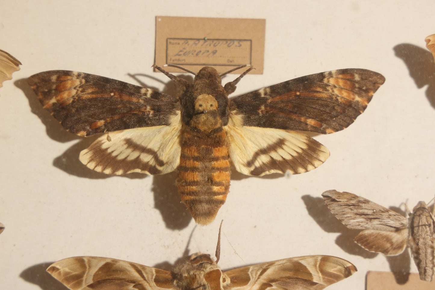 Vintage Entomology Specimen Display of Hawk Moths and Sphinx Moths from Various Localities, in Glass-Front Wood Cabinet with Hans Luhr Label, Kiel, Germany