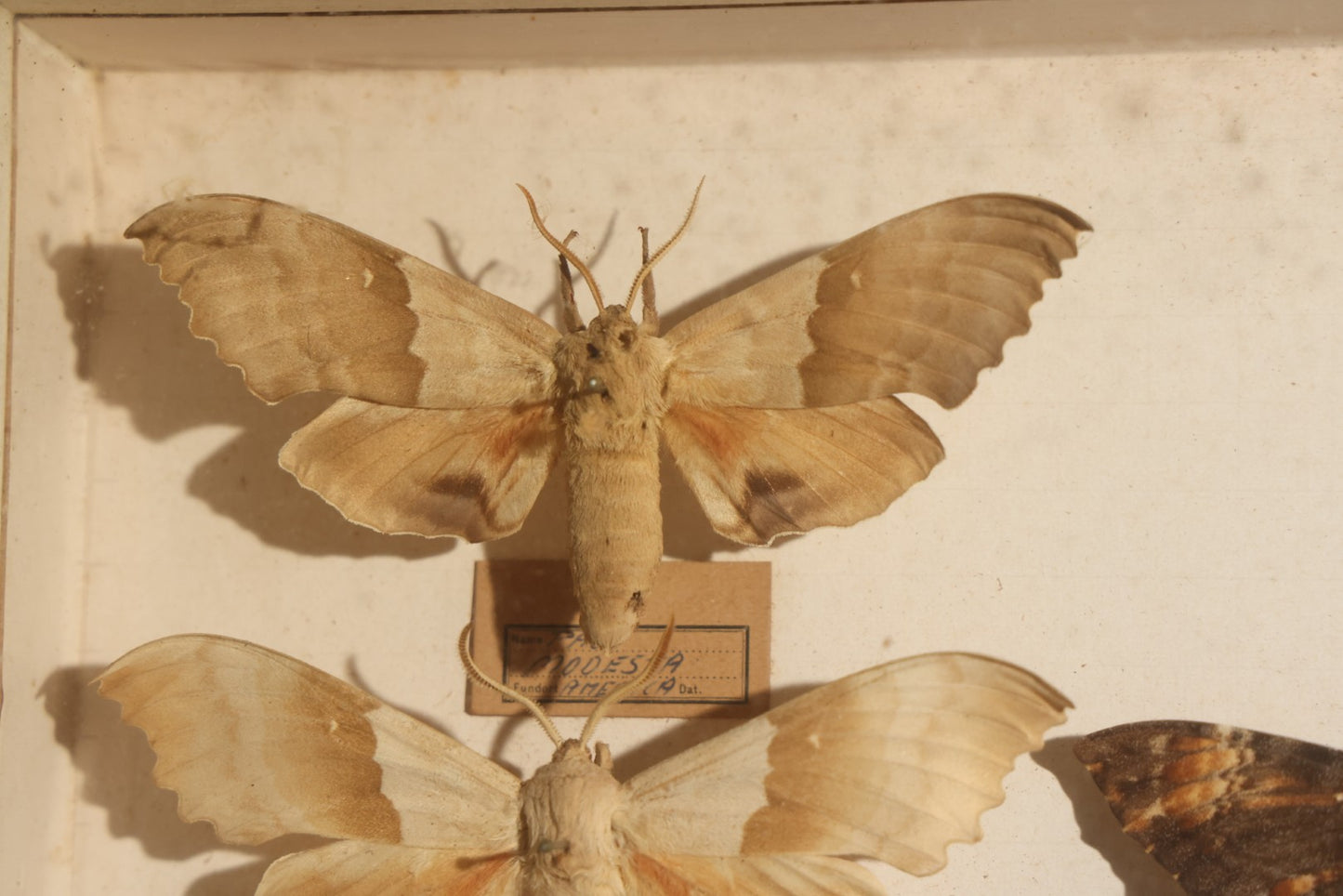 Vintage Entomology Specimen Display of Hawk Moths and Sphinx Moths from Various Localities, in Glass-Front Wood Cabinet with Hans Luhr Label, Kiel, Germany