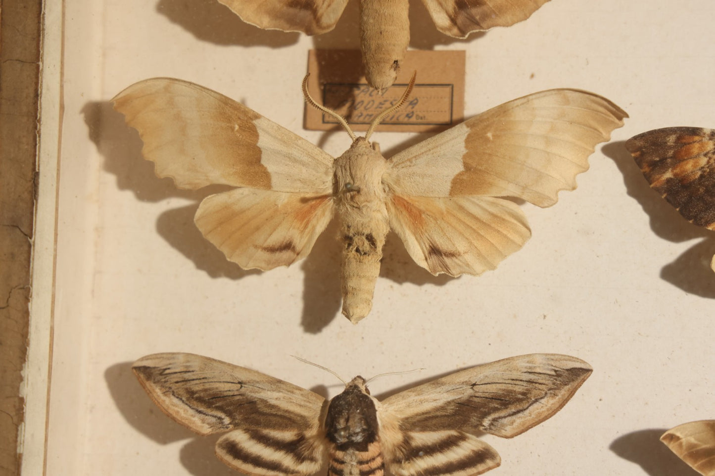Vintage Entomology Specimen Display of Hawk Moths and Sphinx Moths from Various Localities, in Glass-Front Wood Cabinet with Hans Luhr Label, Kiel, Germany