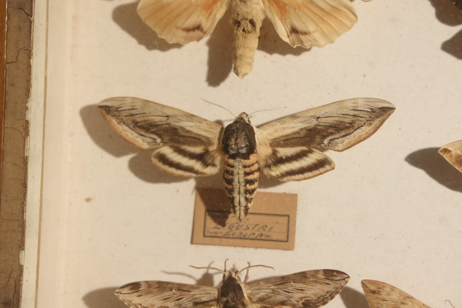 Vintage Entomology Specimen Display of Hawk Moths and Sphinx Moths from Various Localities, in Glass-Front Wood Cabinet with Hans Luhr Label, Kiel, Germany
