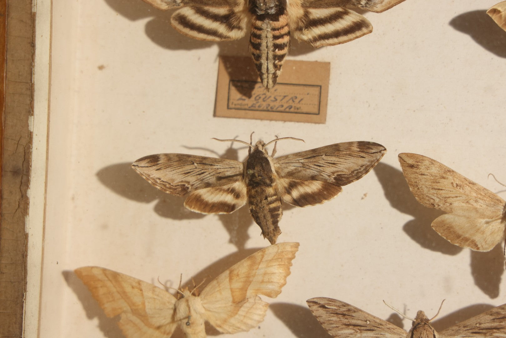 Vintage Entomology Specimen Display of Hawk Moths and Sphinx Moths from Various Localities, in Glass-Front Wood Cabinet with Hans Luhr Label, Kiel, Germany