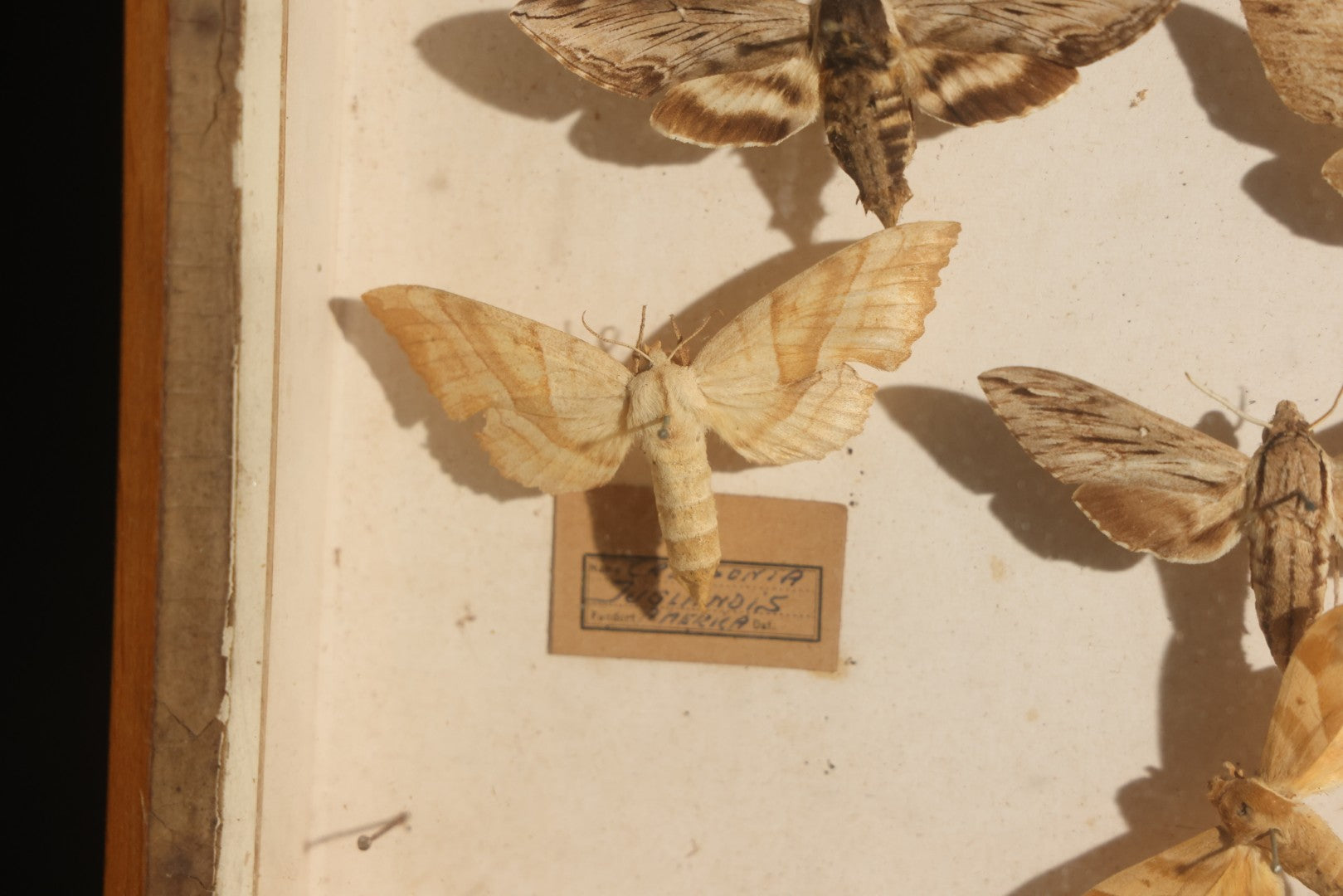 Vintage Entomology Specimen Display of Hawk Moths and Sphinx Moths from Various Localities, in Glass-Front Wood Cabinet with Hans Luhr Label, Kiel, Germany