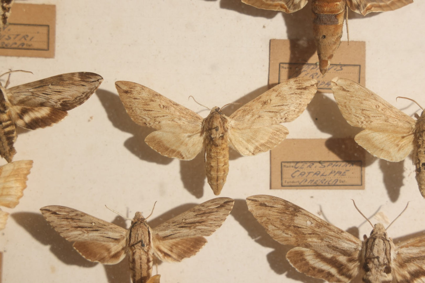 Vintage Entomology Specimen Display of Hawk Moths and Sphinx Moths from Various Localities, in Glass-Front Wood Cabinet with Hans Luhr Label, Kiel, Germany