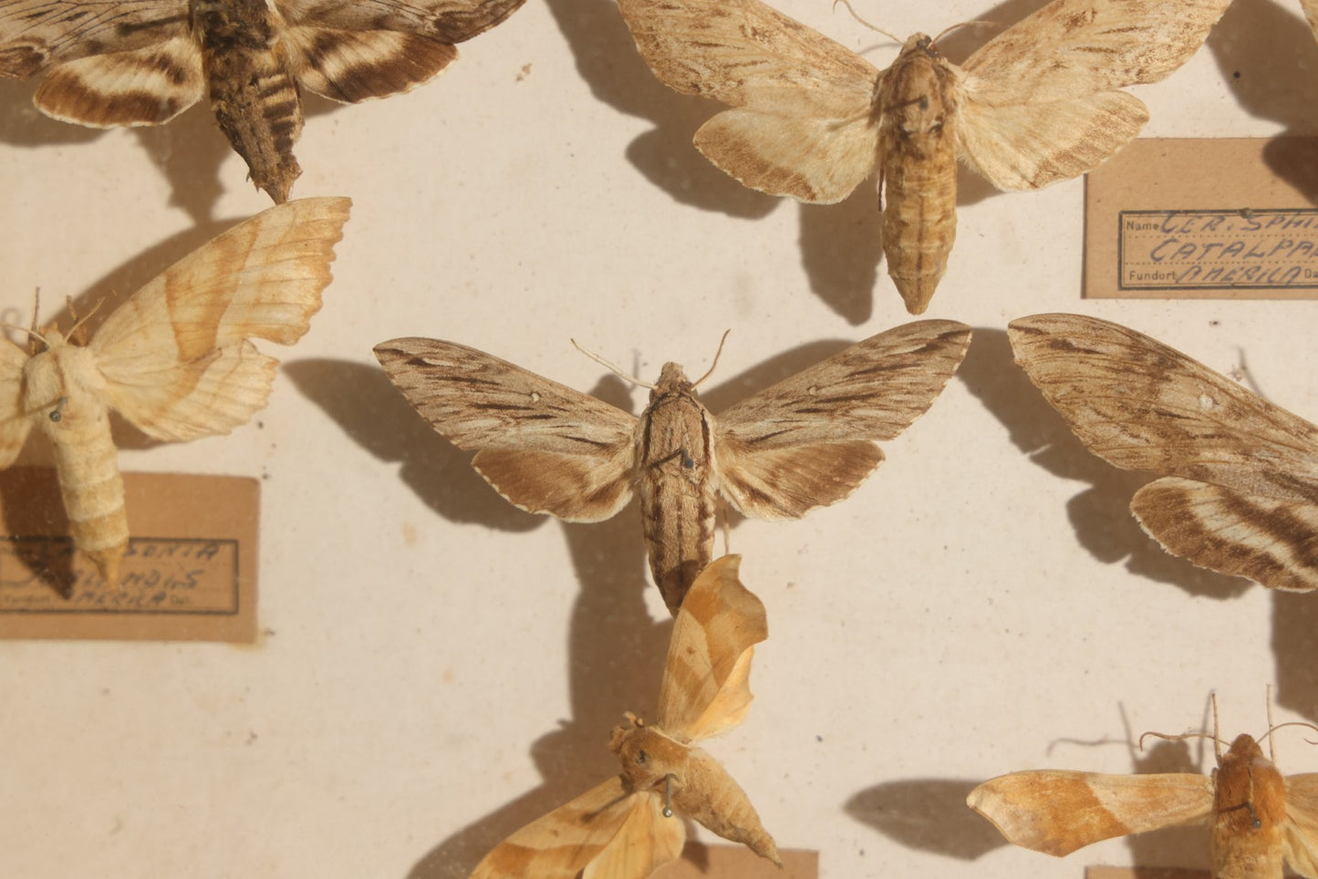 Vintage Entomology Specimen Display of Hawk Moths and Sphinx Moths from Various Localities, in Glass-Front Wood Cabinet with Hans Luhr Label, Kiel, Germany