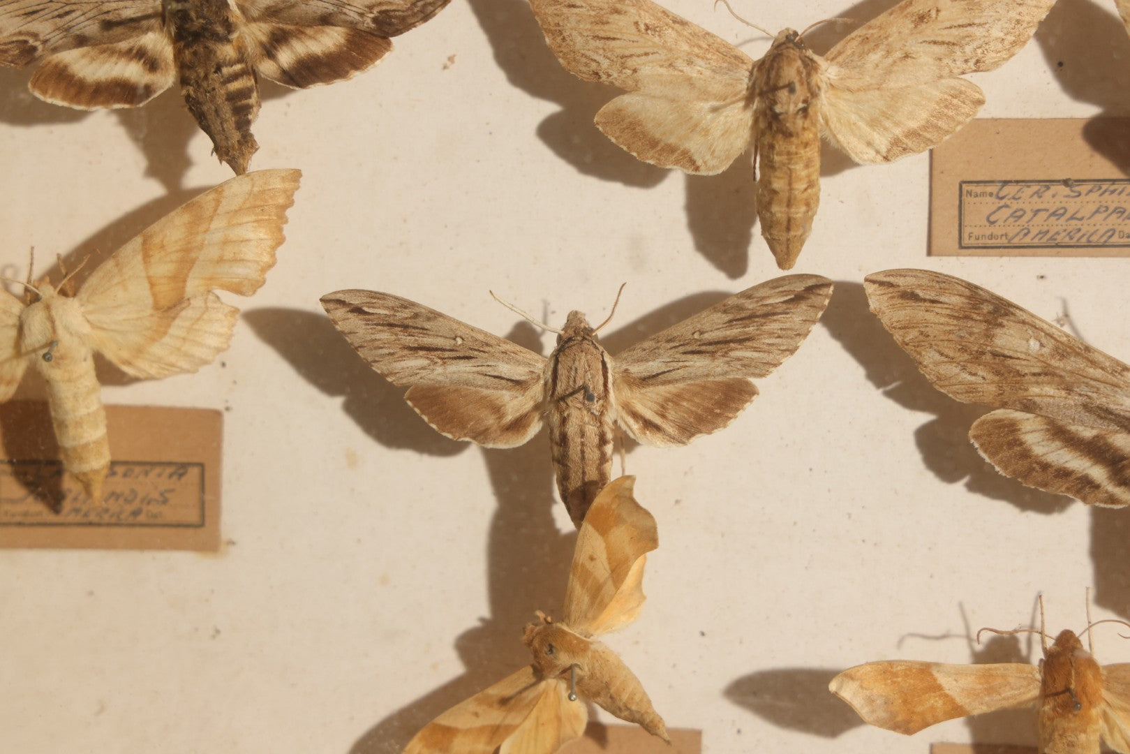 Vintage Entomology Specimen Display of Hawk Moths and Sphinx Moths from Various Localities, in Glass-Front Wood Cabinet with Hans Luhr Label, Kiel, Germany