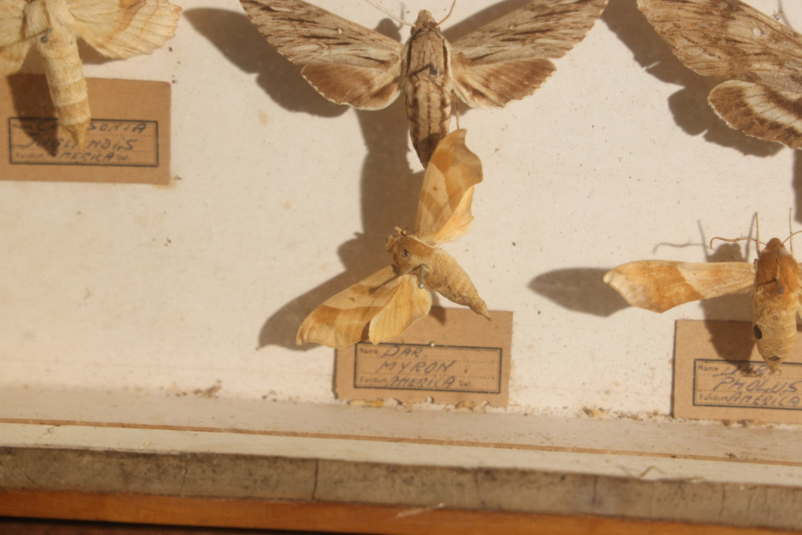 Vintage Entomology Specimen Display of Hawk Moths and Sphinx Moths from Various Localities, in Glass-Front Wood Cabinet with Hans Luhr Label, Kiel, Germany