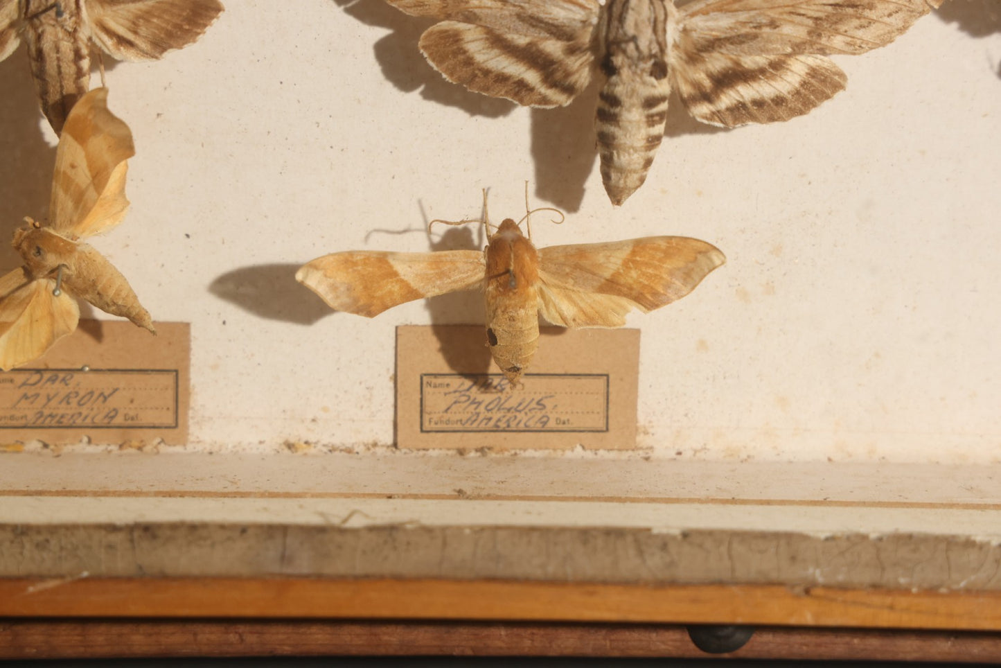 Vintage Entomology Specimen Display of Hawk Moths and Sphinx Moths from Various Localities, in Glass-Front Wood Cabinet with Hans Luhr Label, Kiel, Germany