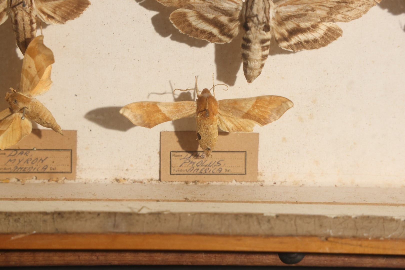 Vintage Entomology Specimen Display of Hawk Moths and Sphinx Moths from Various Localities, in Glass-Front Wood Cabinet with Hans Luhr Label, Kiel, Germany