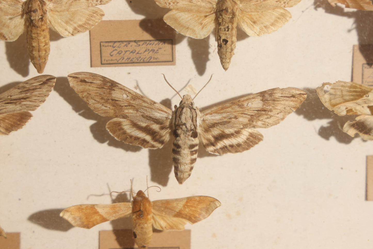 Vintage Entomology Specimen Display of Hawk Moths and Sphinx Moths from Various Localities, in Glass-Front Wood Cabinet with Hans Luhr Label, Kiel, Germany