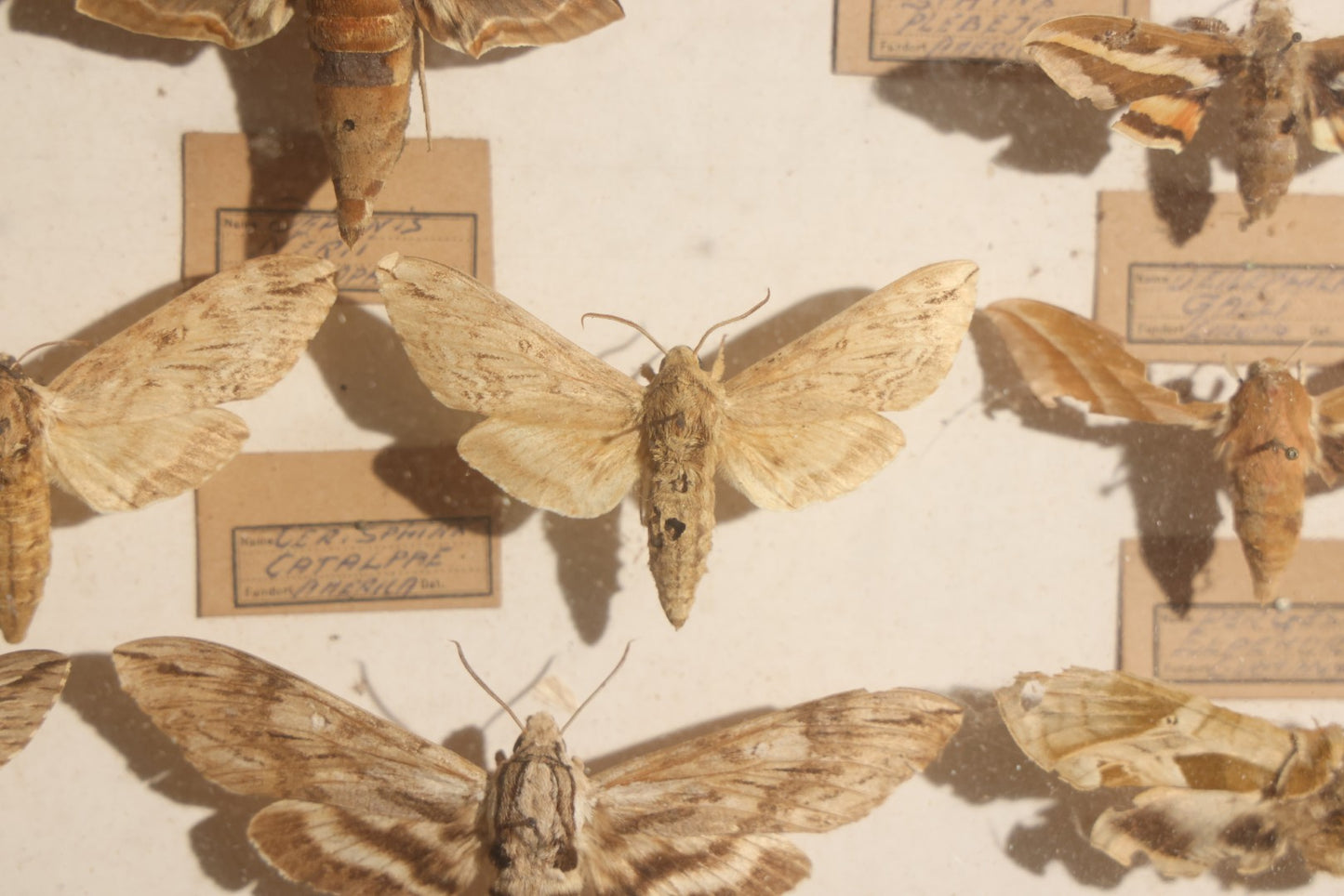 Vintage Entomology Specimen Display of Hawk Moths and Sphinx Moths from Various Localities, in Glass-Front Wood Cabinet with Hans Luhr Label, Kiel, Germany