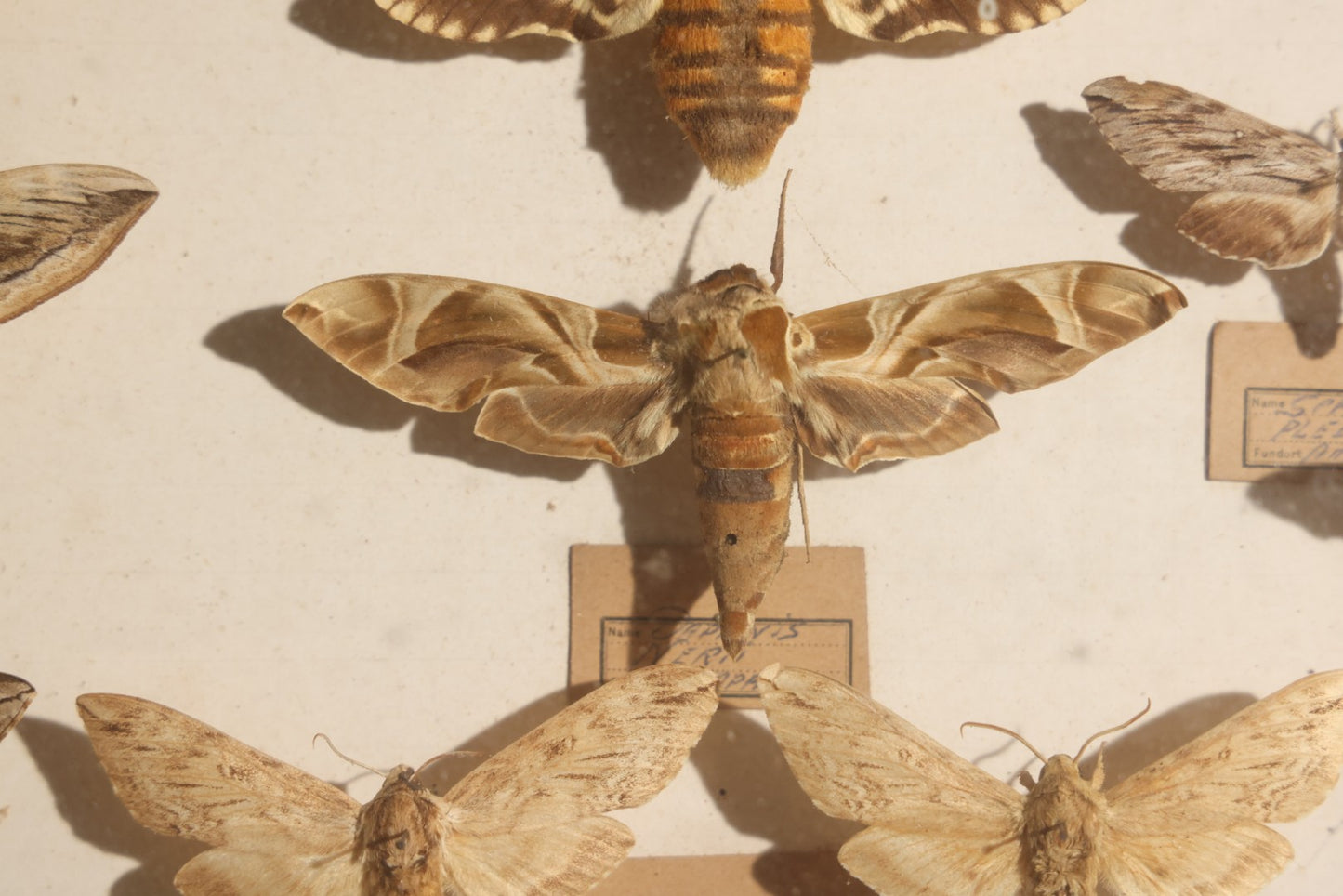 Vintage Entomology Specimen Display of Hawk Moths and Sphinx Moths from Various Localities, in Glass-Front Wood Cabinet with Hans Luhr Label, Kiel, Germany