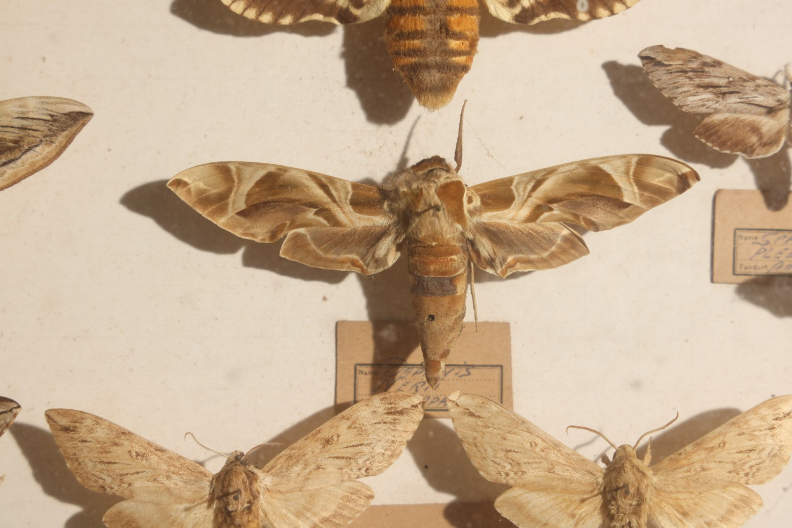 Vintage Entomology Specimen Display of Hawk Moths and Sphinx Moths from Various Localities, in Glass-Front Wood Cabinet with Hans Luhr Label, Kiel, Germany