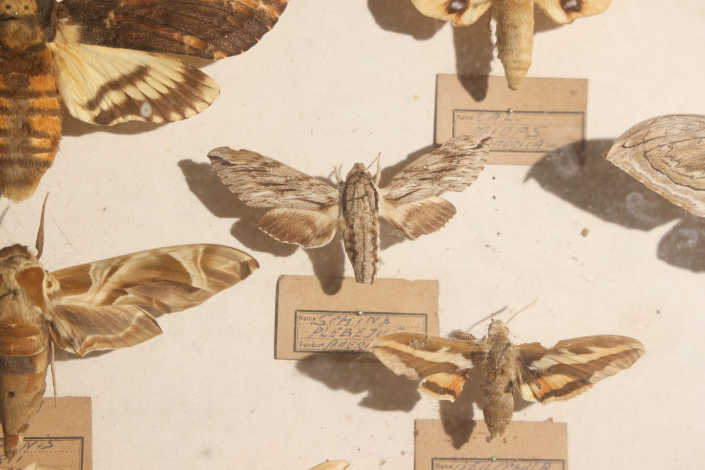 Vintage Entomology Specimen Display of Hawk Moths and Sphinx Moths from Various Localities, in Glass-Front Wood Cabinet with Hans Luhr Label, Kiel, Germany