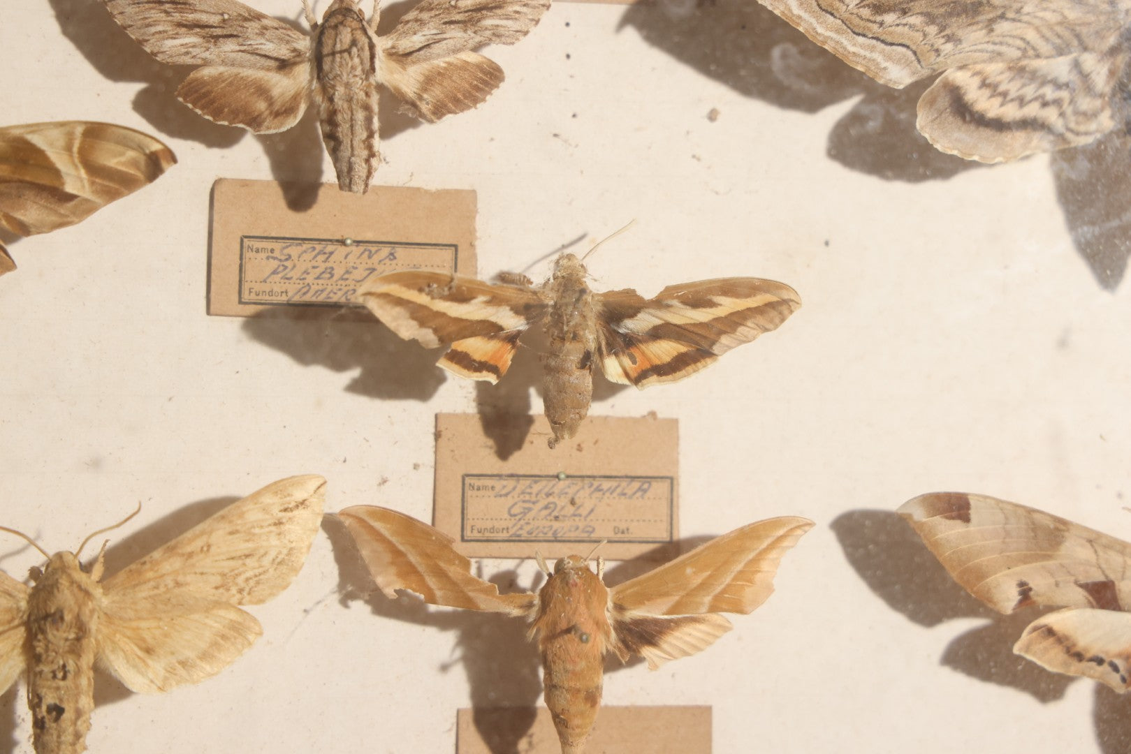 Vintage Entomology Specimen Display of Hawk Moths and Sphinx Moths from Various Localities, in Glass-Front Wood Cabinet with Hans Luhr Label, Kiel, Germany