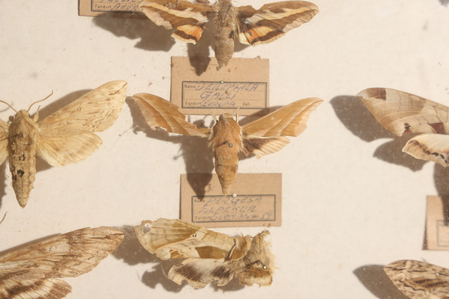 Vintage Entomology Specimen Display of Hawk Moths and Sphinx Moths from Various Localities, in Glass-Front Wood Cabinet with Hans Luhr Label, Kiel, Germany