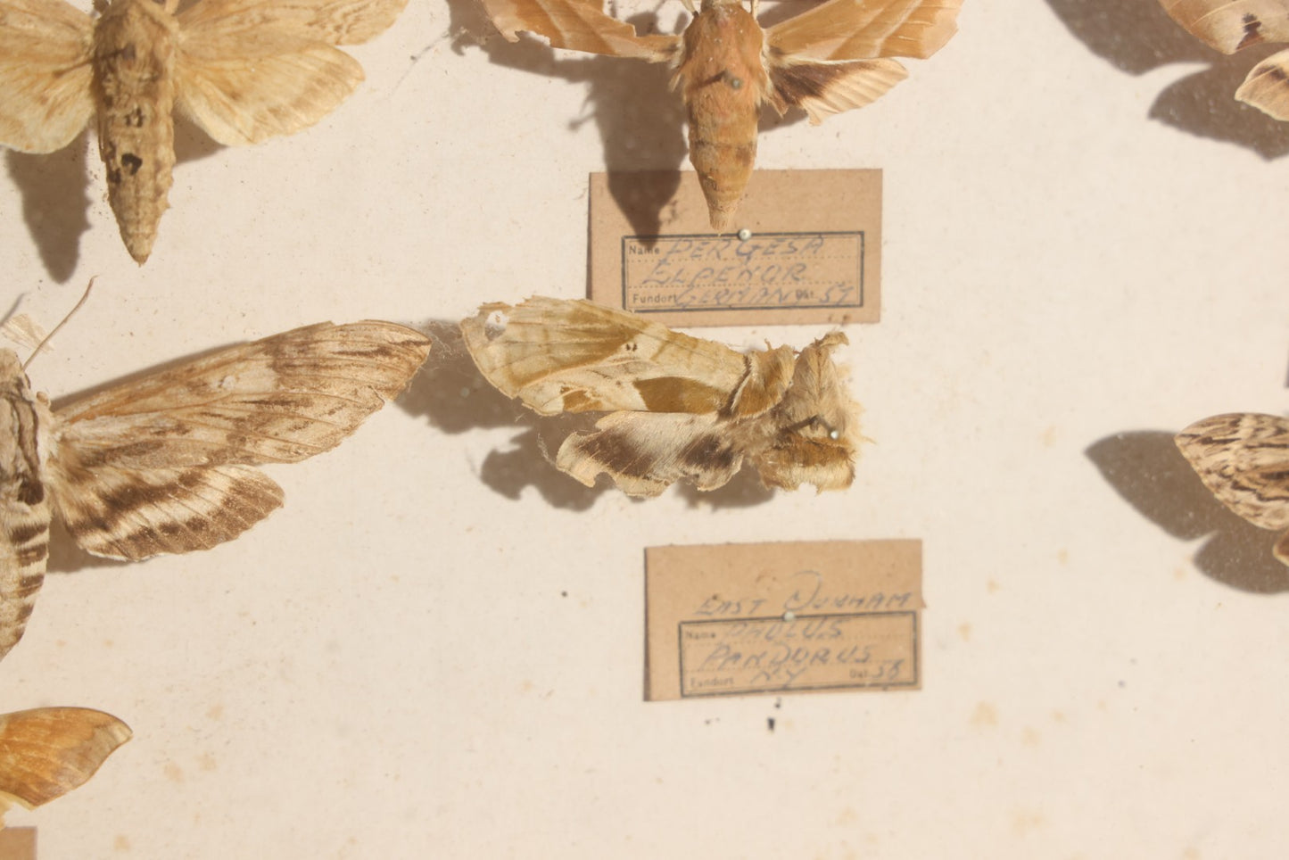 Vintage Entomology Specimen Display of Hawk Moths and Sphinx Moths from Various Localities, in Glass-Front Wood Cabinet with Hans Luhr Label, Kiel, Germany