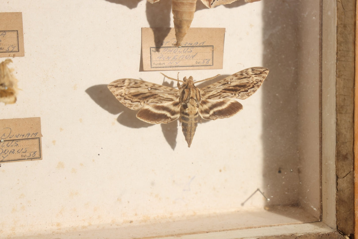 Vintage Entomology Specimen Display of Hawk Moths and Sphinx Moths from Various Localities, in Glass-Front Wood Cabinet with Hans Luhr Label, Kiel, Germany