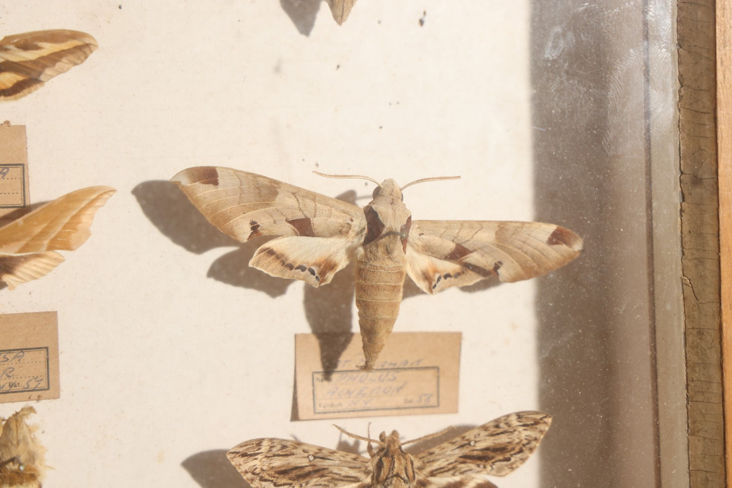 Vintage Entomology Specimen Display of Hawk Moths and Sphinx Moths from Various Localities, in Glass-Front Wood Cabinet with Hans Luhr Label, Kiel, Germany