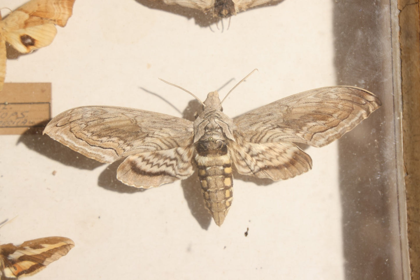 Vintage Entomology Specimen Display of Hawk Moths and Sphinx Moths from Various Localities, in Glass-Front Wood Cabinet with Hans Luhr Label, Kiel, Germany