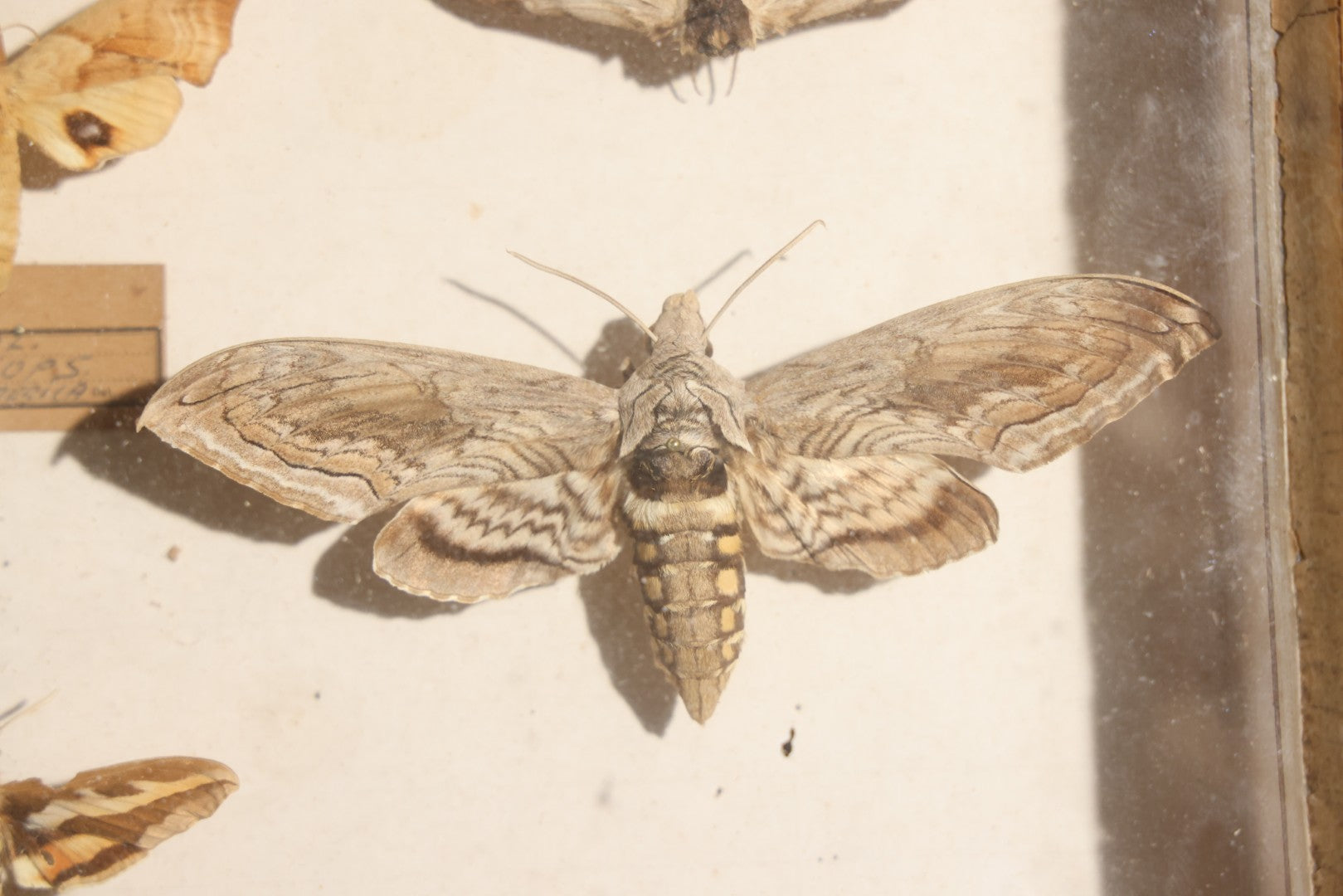 Vintage Entomology Specimen Display of Hawk Moths and Sphinx Moths from Various Localities, in Glass-Front Wood Cabinet with Hans Luhr Label, Kiel, Germany