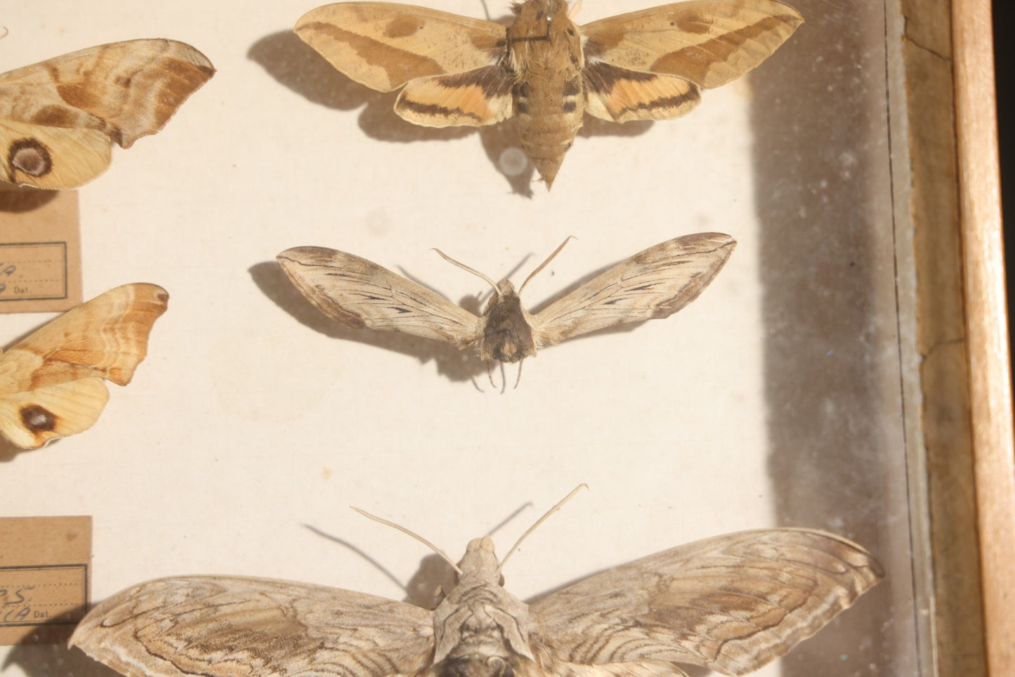 Vintage Entomology Specimen Display of Hawk Moths and Sphinx Moths from Various Localities, in Glass-Front Wood Cabinet with Hans Luhr Label, Kiel, Germany