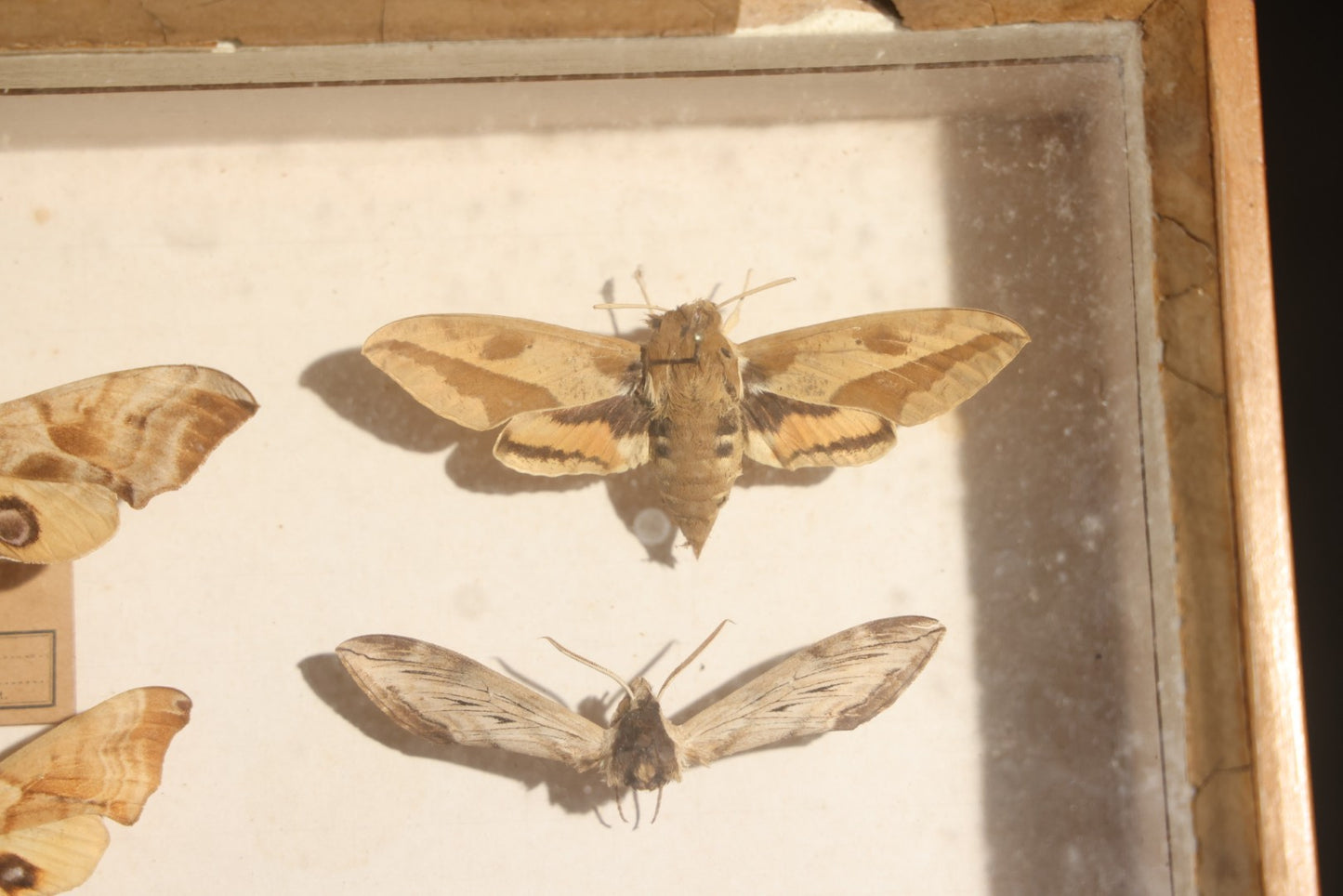Vintage Entomology Specimen Display of Hawk Moths and Sphinx Moths from Various Localities, in Glass-Front Wood Cabinet with Hans Luhr Label, Kiel, Germany