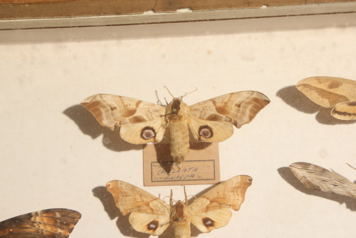 Vintage Entomology Specimen Display of Hawk Moths and Sphinx Moths from Various Localities, in Glass-Front Wood Cabinet with Hans Luhr Label, Kiel, Germany