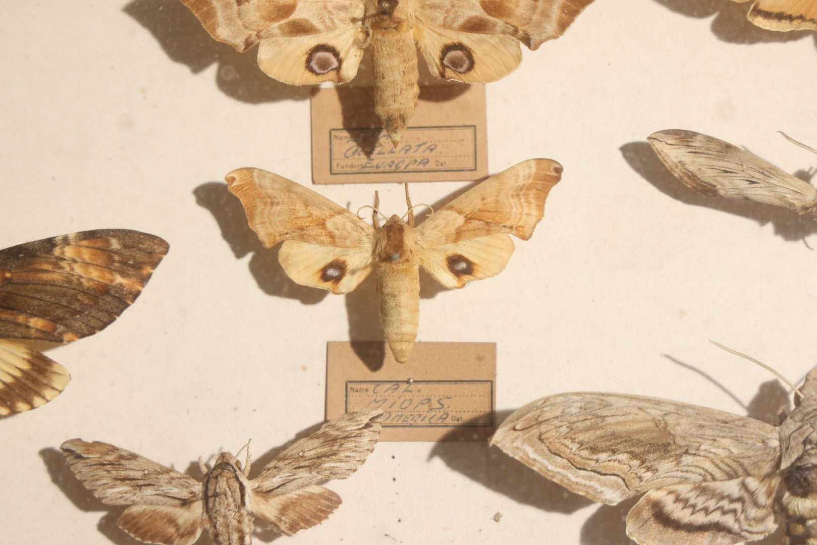 Vintage Entomology Specimen Display of Hawk Moths and Sphinx Moths from Various Localities, in Glass-Front Wood Cabinet with Hans Luhr Label, Kiel, Germany