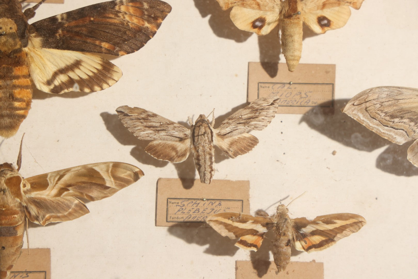Vintage Entomology Specimen Display of Hawk Moths and Sphinx Moths from Various Localities, in Glass-Front Wood Cabinet with Hans Luhr Label, Kiel, Germany