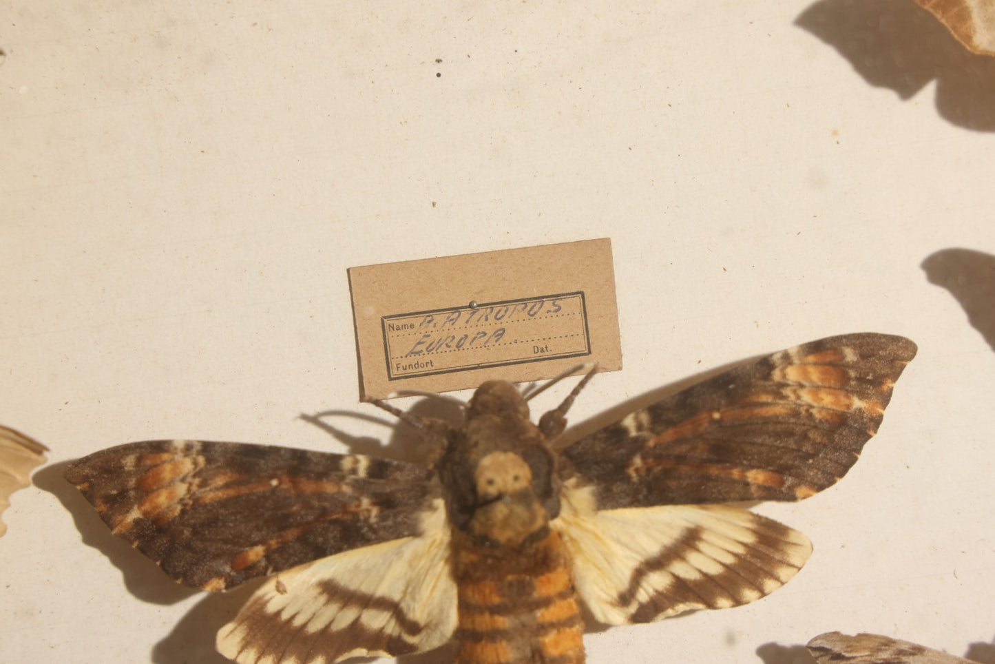 Vintage Entomology Specimen Display of Hawk Moths and Sphinx Moths from Various Localities, in Glass-Front Wood Cabinet with Hans Luhr Label, Kiel, Germany