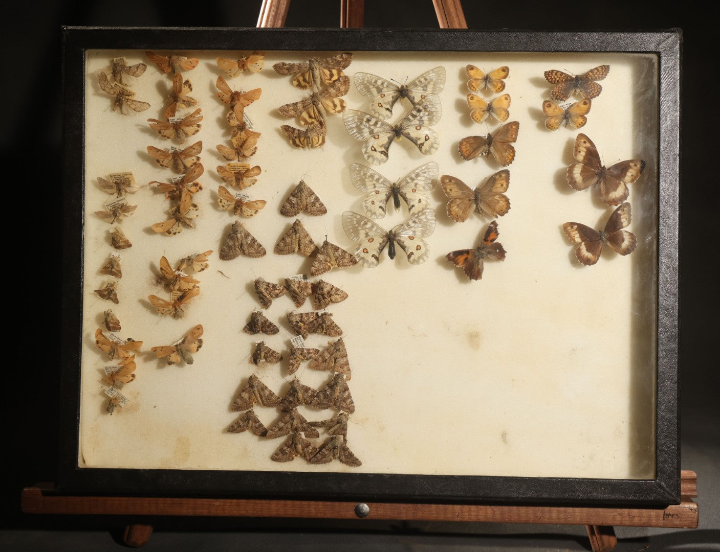 Vintage Entomology Specimen Display of Moths and Butterflies Including Parnassius and Various Small Species, in Glass-Top Black Riker Case