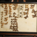 Lot 021 - Vintage Entomology Specimen Display of Moths and Butterflies Including Parnassius and Various Small Species, in Glass-Top Black Riker Case, 16-3/8" L x 12-1/4" H