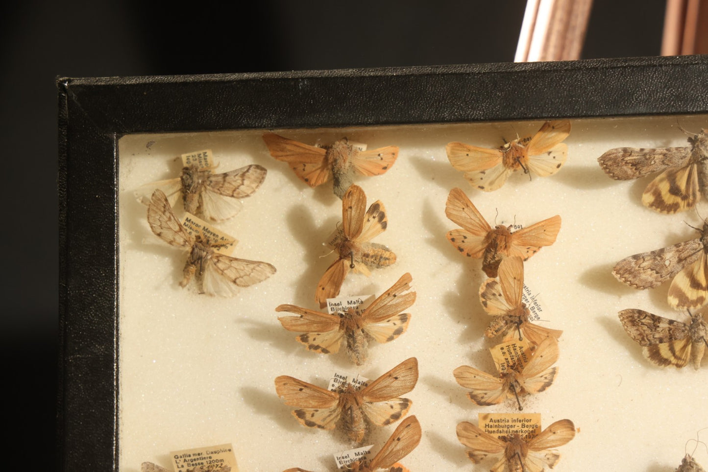 Vintage Entomology Specimen Display of Moths and Butterflies Including Parnassius and Various Small Species, in Glass-Top Black Riker Case