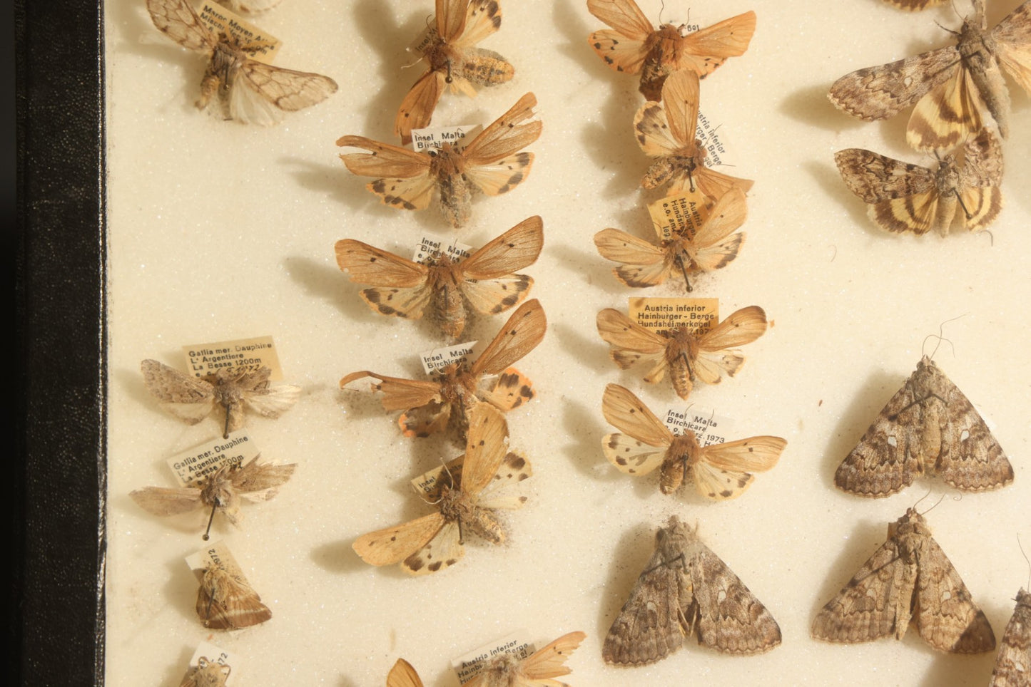 Vintage Entomology Specimen Display of Moths and Butterflies Including Parnassius and Various Small Species, in Glass-Top Black Riker Case