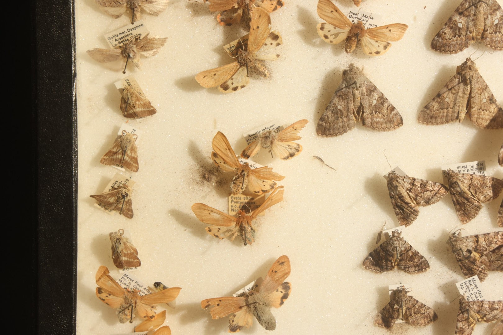 Vintage Entomology Specimen Display of Moths and Butterflies Including Parnassius and Various Small Species, in Glass-Top Black Riker Case