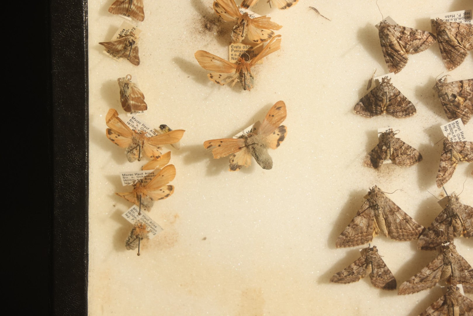 Vintage Entomology Specimen Display of Moths and Butterflies Including Parnassius and Various Small Species, in Glass-Top Black Riker Case