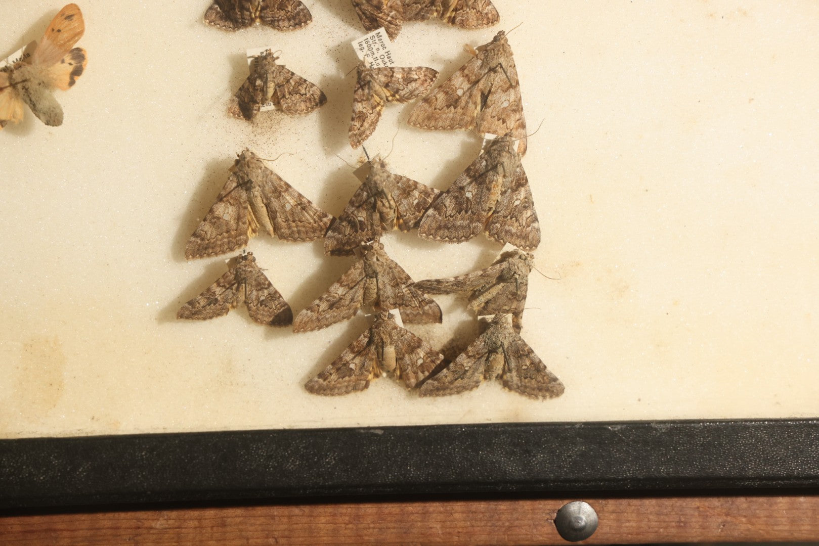 Vintage Entomology Specimen Display of Moths and Butterflies Including Parnassius and Various Small Species, in Glass-Top Black Riker Case