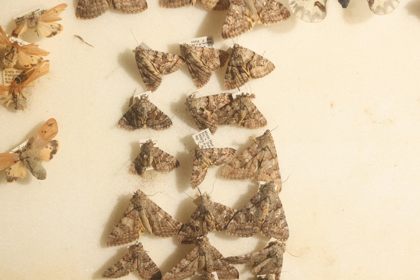 Vintage Entomology Specimen Display of Moths and Butterflies Including Parnassius and Various Small Species, in Glass-Top Black Riker Case