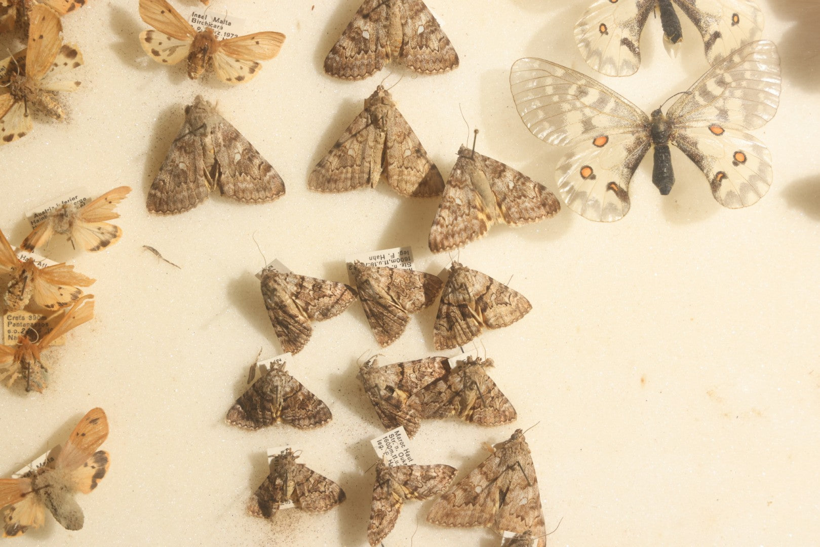 Vintage Entomology Specimen Display of Moths and Butterflies Including Parnassius and Various Small Species, in Glass-Top Black Riker Case