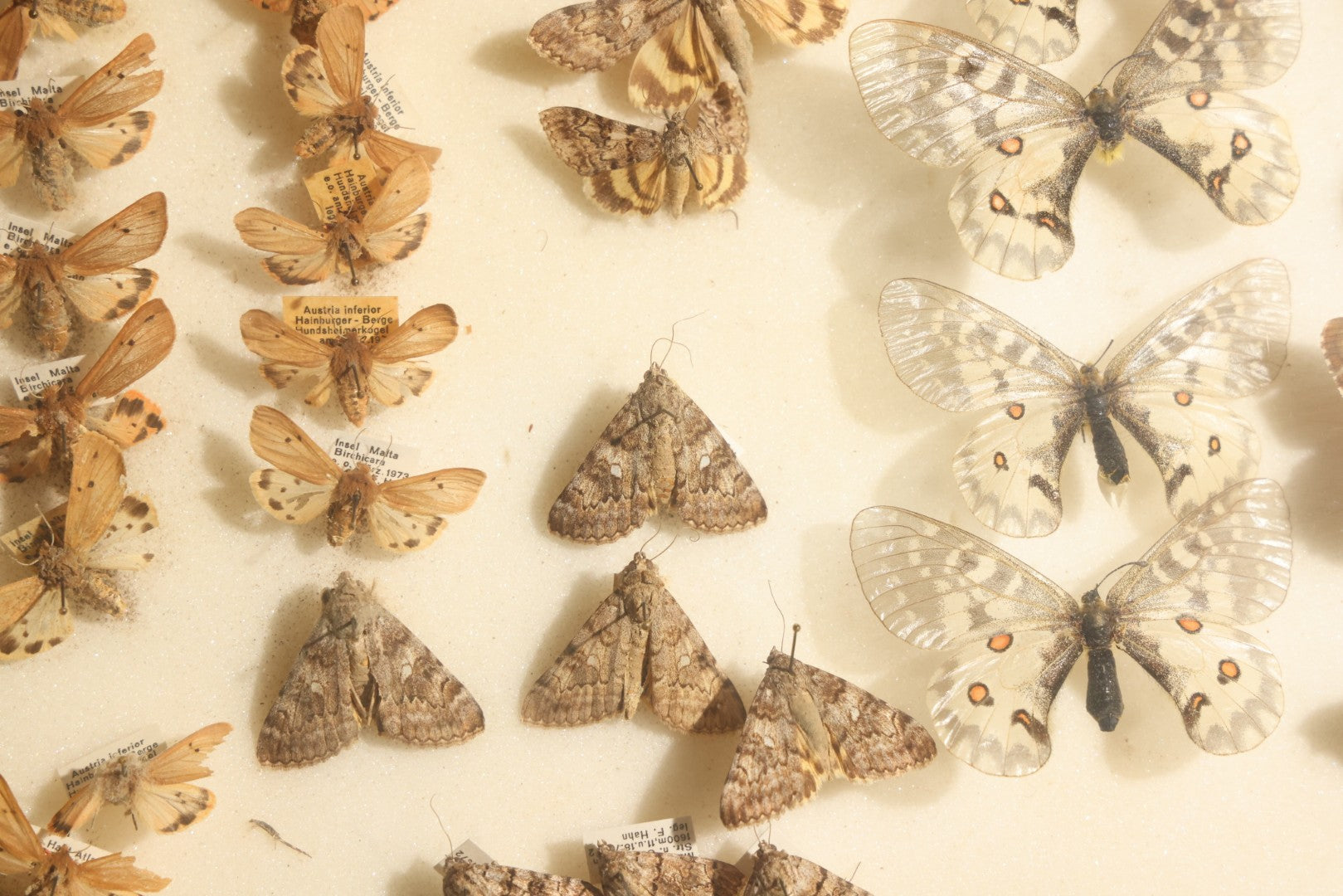 Vintage Entomology Specimen Display of Moths and Butterflies Including Parnassius and Various Small Species, in Glass-Top Black Riker Case
